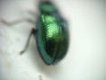 /album/coleoptera/chrysomela-menthastri-chrysolina-herbacea-2-jpg/